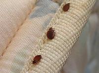 Bed Bugs Control Canberra image 2